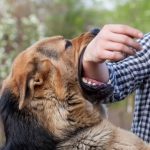dog bite